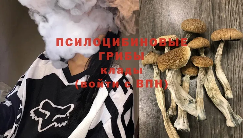 Псилоцибиновые грибы MAGIC MUSHROOMS  где купить   Борисоглебск 